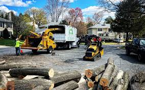 Why Choose Our Tree Removal Services in Florence, CO?