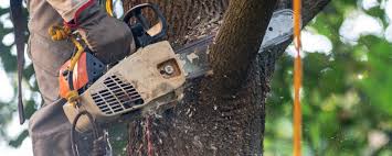 Trusted Florence, CO  Tree Services Experts