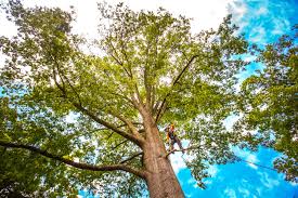 Best Tree Maintenance Programs  in Florence, CO