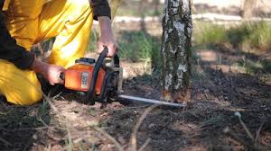 Best Arborist Consultation Services  in Florence, CO